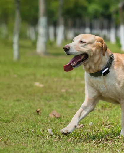 Pawfit 3 — Pawfit
