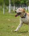 Pawfit 3